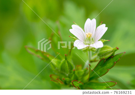 在路邊靜靜綻放的卡羅萊納天竺葵紅葉野草 76169231