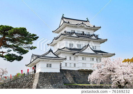 神奈川縣小田原城天守閣櫻花季 76169232