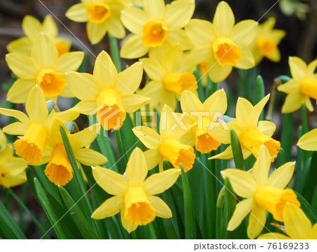 黃水仙領域 黃水仙領域 76169233