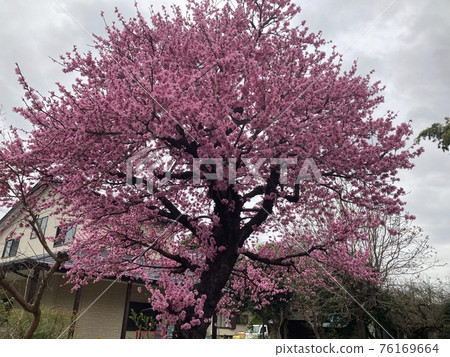 Tokorozawa City, Saitama Prefecture March, full bloom cold scarlet cherry blossoms. Tokorozawa City, Saitama Prefecture March, full bloom cold scarlet cherry blossoms. 76169664