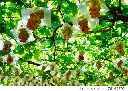 [Yamanashi] Katsunuma Tourist Farm's vineyard (Kaiji) 76169792