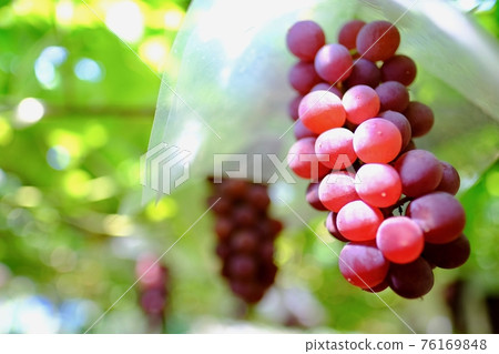 [Yamanashi] Katsunuma Tourist Farm's vineyard (Pione) 76169848