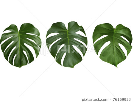 Monstera leaves isolate. Green leaves of tropical monstera on a pure white background. Jungle and tropics concept Monstera leaves isolate. Green leaves of tropical monstera on a pure white background. Jungle and tropics concept 76169933