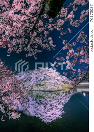 Hikone castle and cherry blossoms Hikone castle and cherry blossoms 76170027