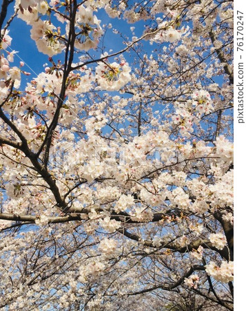 Cherry Blossoms	 76170247