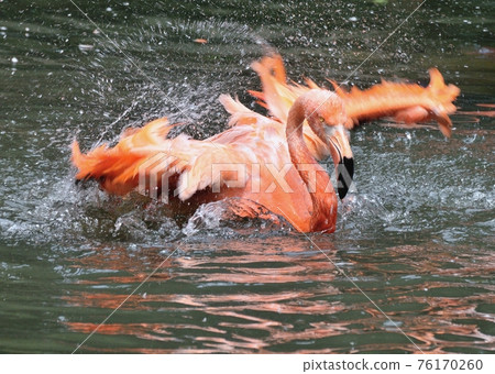 火烈鳥洗澡 1 76170260