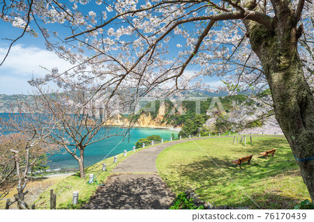 Scenery of Nishiizu Koganezaki with cherry blossoms in full bloom and blue sky in March Scenery of Nishiizu Koganezaki with cherry blossoms in full bloom and blue sky in March 76170439