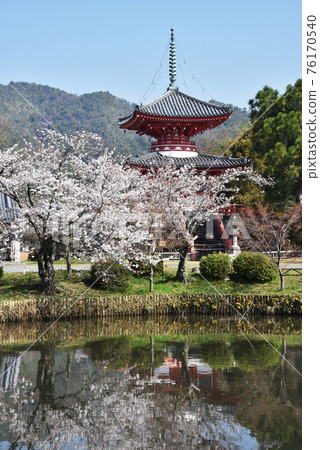 Spring Osawa Pond Free Life Pond和Shingyo-Hoto Tower Sagano,京都市 Spring Osawa Pond Free Life Pond和Shingyo-Hoto Tower Sagano,京都市 76170540