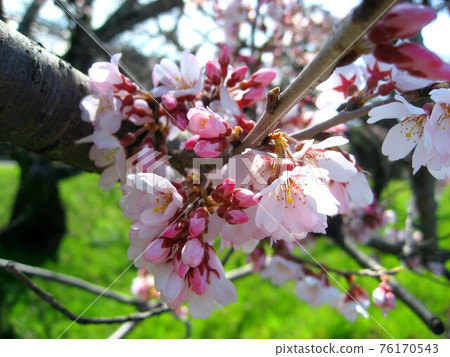 Edohigan cherry blossoms Edohigan cherry blossoms 76170543