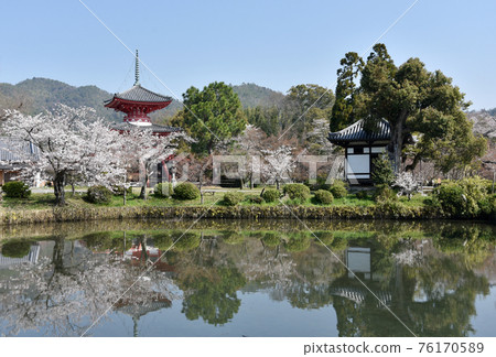 Spring Osawa Pond Free Life Pond和Shingyo-Hoto Tower Sagano,京都市 Spring Osawa Pond Free Life Pond和Shingyo-Hoto Tower Sagano,京都市 76170589