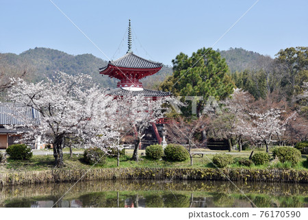 Spring Osawa Pond Free Life Pond和Shingyo-Hoto Tower Sagano,京都市 Spring Osawa Pond Free Life Pond和Shingyo-Hoto Tower Sagano,京都市 76170590