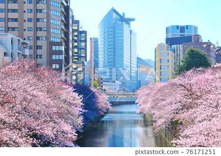 盛開的櫻花和目黑川沿岸的建築 76171251