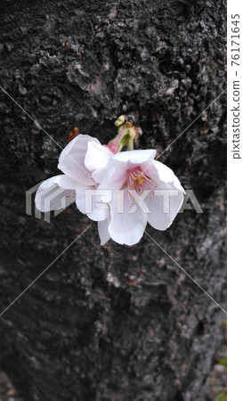 Cherry Blossom Cherry Blossom 76171645