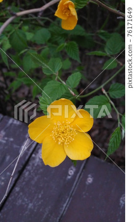 黃花 黃花 76171649