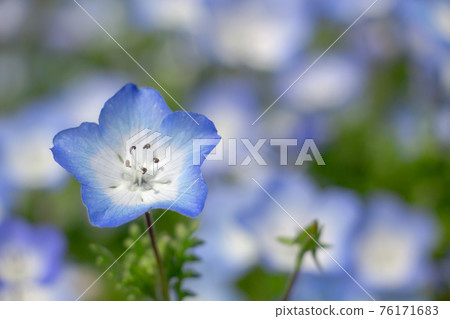 Nemophila in full bloom in Jigenji Park, Kagoshima Prefecture 76171683
