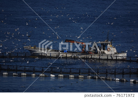 成群的鯡魚海鷗湧向金槍魚養殖場 成群的鯡魚海鷗湧向金槍魚養殖場 76171972