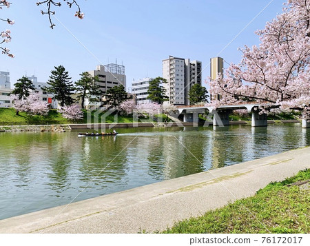 櫻花盛開，乘船賞櫻（愛知縣岡崎市音川） 76172017