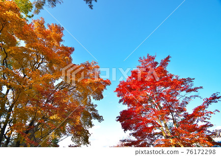 Autumn leaves Lake Shirakaba 76172298