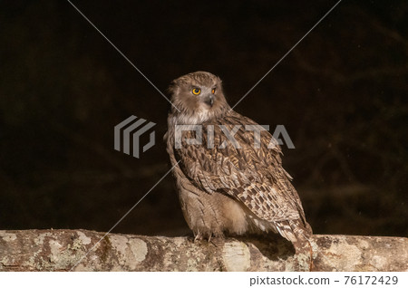 林神誌摩貓頭鷹 76172429