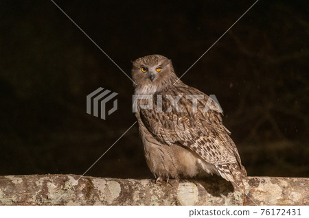 Forest God Shima Owl 76172431