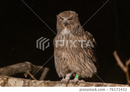 Forest God Shima Owl 76172432