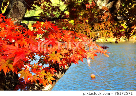 Lake Tateshina Autumn leaves Lake Tateshina Autumn leaves 76172571