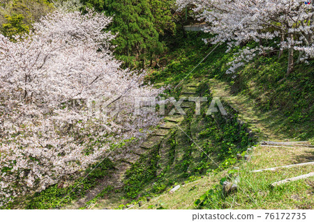The road leading to the cherry blossoms in full bloom and the campsite of Nishiizu Koganezaki in March The road leading to the cherry blossoms in full bloom and the campsite of Nishiizu Koganezaki in March 76172735