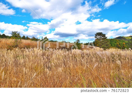 Miscanthus sinensis Kaida Miscanthus sinensis Kaida 76172823