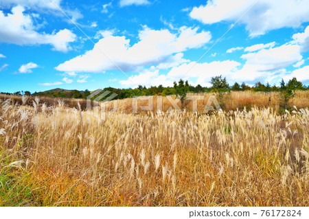Miscanthus sinensis Kaida Miscanthus sinensis Kaida 76172824