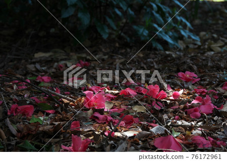 墮落的山茶花 76172961