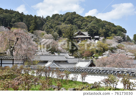 Spring Hase-dera, a distant view of the main hall from Motobo, Sakurai City, Nara Prefecture Spring Hase-dera, a distant view of the main hall from Motobo, Sakurai City, Nara Prefecture 76173030