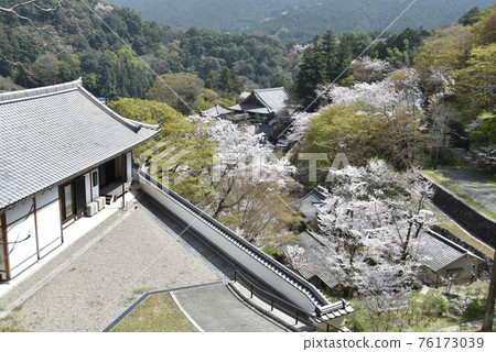 Spring Hase-dera cherry blossoms in the precincts Sakurai City, Nara Prefecture Spring Hase-dera cherry blossoms in the precincts Sakurai City, Nara Prefecture 76173039