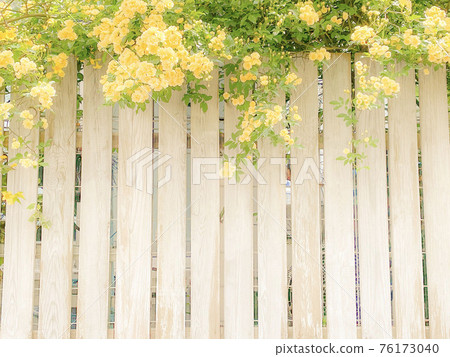 Background material: Shiraki with yellow roses, natural organic Background material: Shiraki with yellow roses, natural organic 76173040