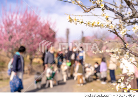 People walking in the plum garden and plum trees 76173409