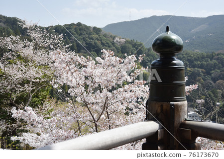 奈良縣春天長谷寺本堂吉寶誌和櫻花櫻井市 奈良縣春天長谷寺本堂吉寶誌和櫻花櫻井市 76173670