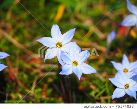 Hana flower Hana flower 76174028