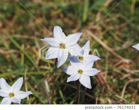 Hana flower 76174031