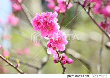 桃花 桃花 76174056