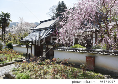 Spring Hase-dera Kangiin, Sakurai City, Nara Prefecture Spring Hase-dera Kangiin, Sakurai City, Nara Prefecture 76174057