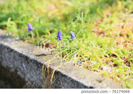 Muscari flowers Muscari flowers 76174066