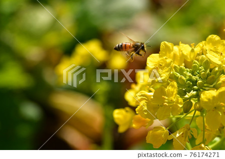 蜜蜂和強姦開花 76174271