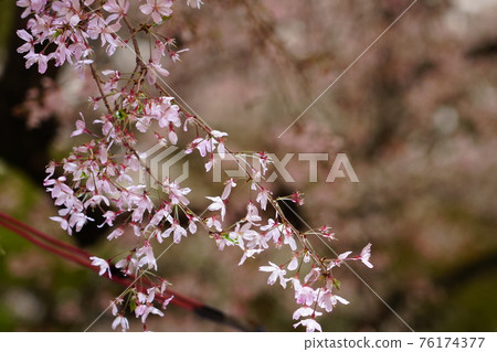 Cherry Blossoms Cherry Blossoms 76174377