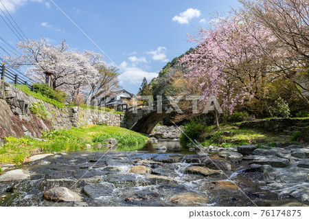 秋月梅根橋和能取川上的櫻花 秋月梅根橋和能取川上的櫻花 76174875