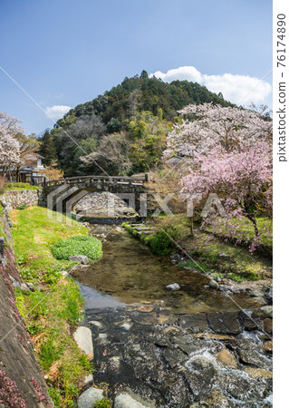 秋月梅根橋和能取川上的櫻花 秋月梅根橋和能取川上的櫻花 76174890