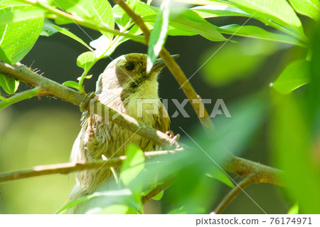 Japanese pygmy woodpecker seen through the branches and leaves 76174971