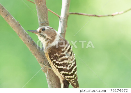 看樹枝背景綠色迷離的日本侏儒啄木鳥 76174972