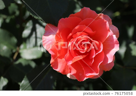 單環粉色玫瑰 76175058