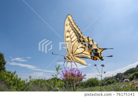 一隻鵪鶉 一隻鵪鶉 76175141