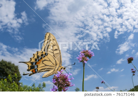 一隻鵪鶉 一隻鵪鶉 76175146