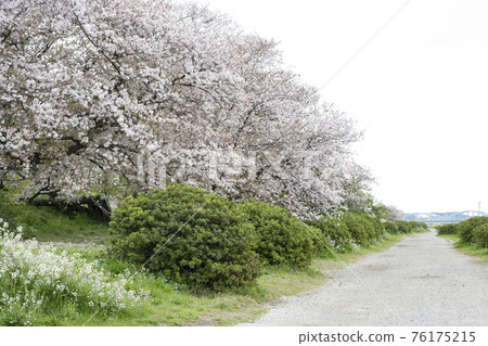 Scenery of the riverbed of the Tama River where cherry blossoms and Hamadaikon are in full bloom 76175215